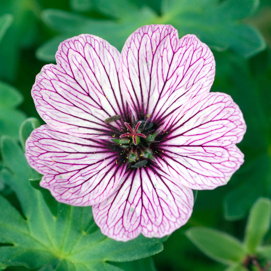 Geranium 'Ballerina'