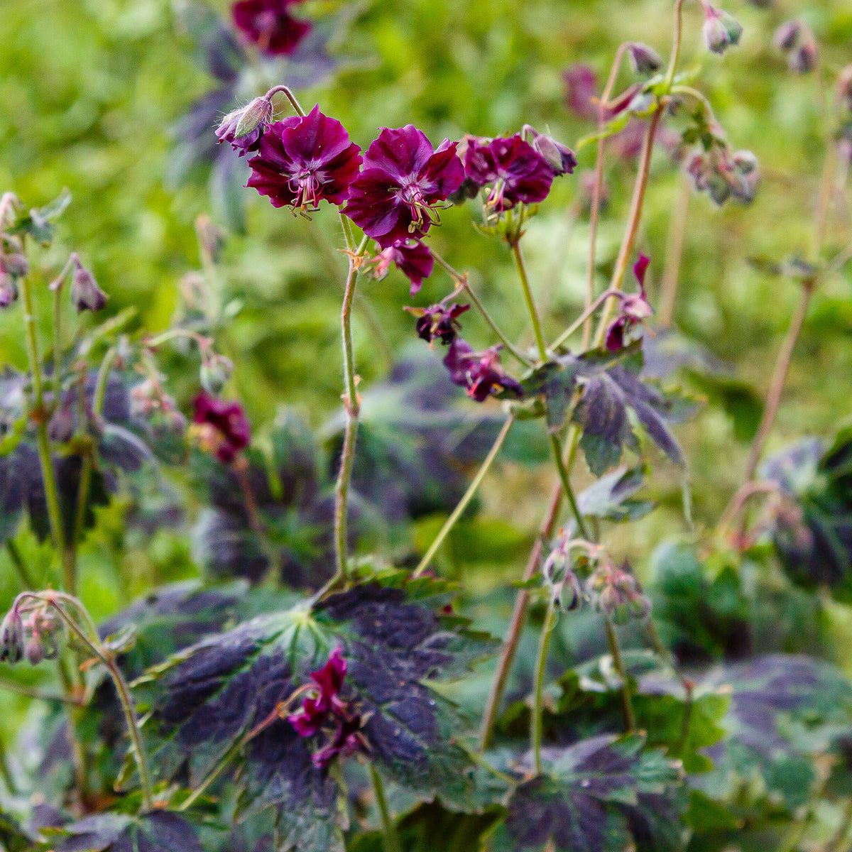 Geranium 'Samobor' | Outdoor Plants – Gardeners Dream