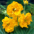 Geum 'Lady Stratheden'