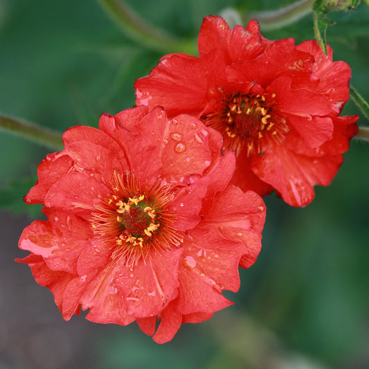 Geum 'Mrs Bradshaw'