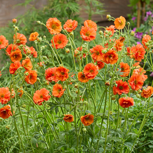 Geum 'Tropical Tempest'