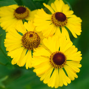 Helenium 'Gold'