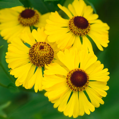 Helenium Gold' | Helenium – Gardeners Dream