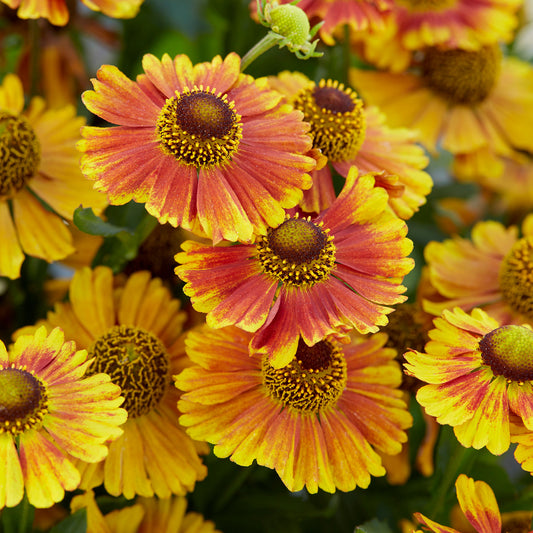 Helenium 'Peach Sundae'