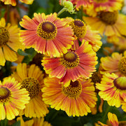 Helenium 'Peach Sundae'