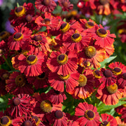 Helenium 'Red Shades'