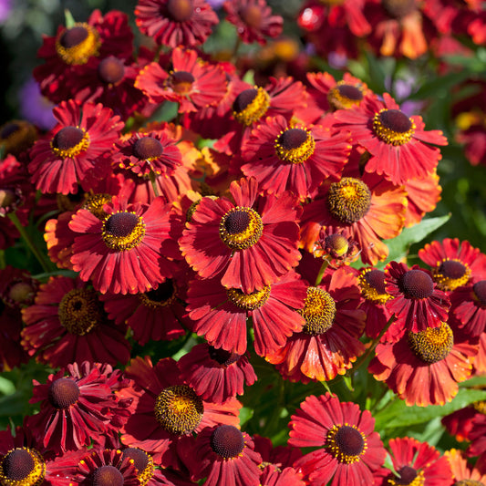 Helenium 'Red Shades'