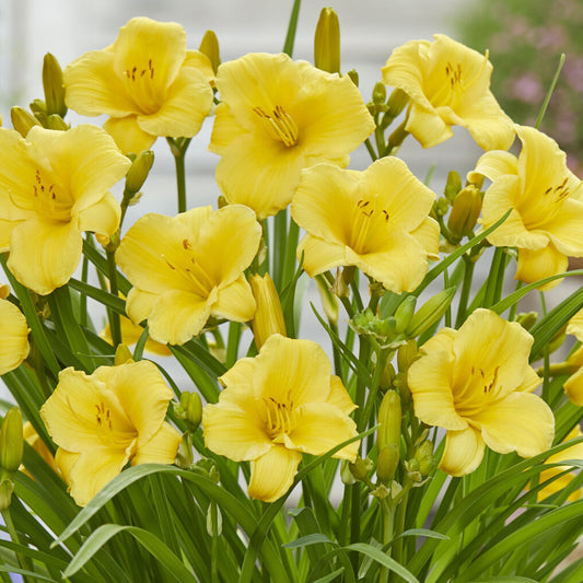 Hemerocallis 'Gold'