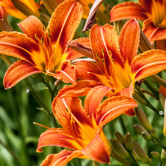 Hemerocallis 'Orange'