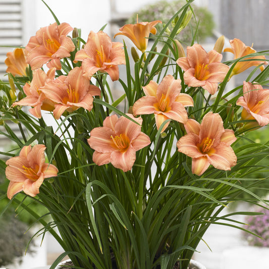 Hemerocallis 'Pink Wing'