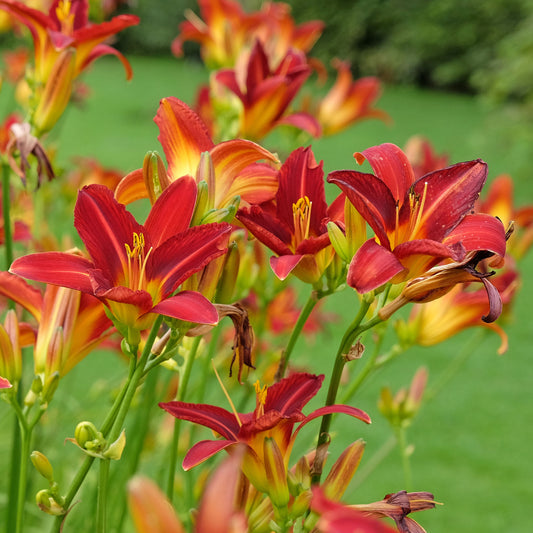 Hemerocallis 'Red'