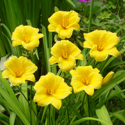 Hemerocallis 'Stella de Oro'
