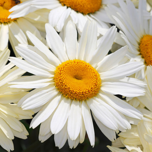 Leucanthemum 'Broadway Lights'
