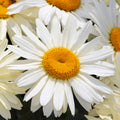 Leucanthemum 'Broadway Lights'