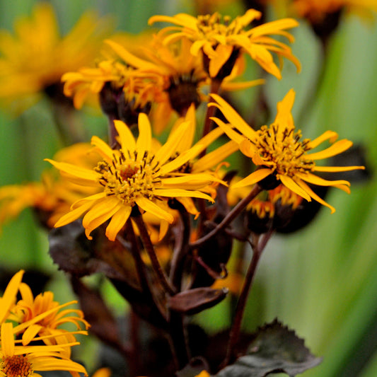 Ligularia 'Britt-Marie Crawford'