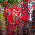 Lobelia 'Queen Victoria'