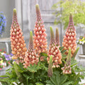 Lupin 'Salmon Star'