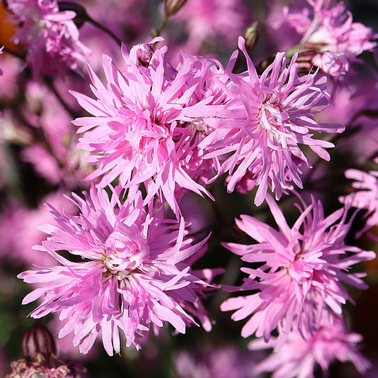 Lychnis 'Petite Jenny'