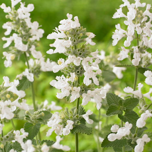 Nepeta 'Snowflake'