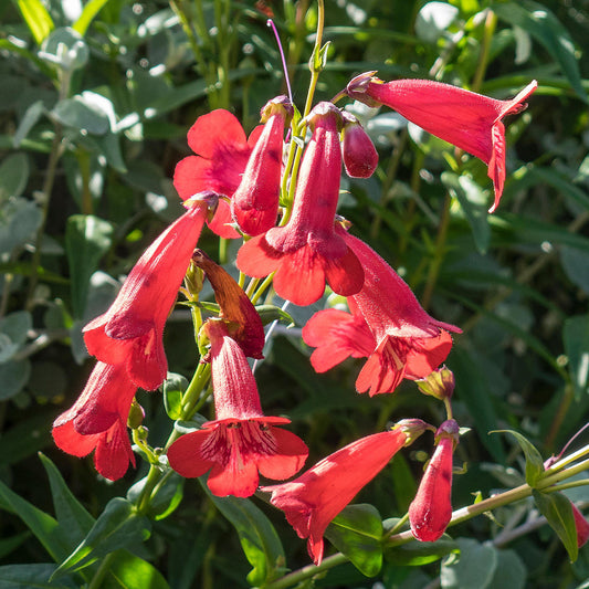 Penstemon 'Windsor Red'