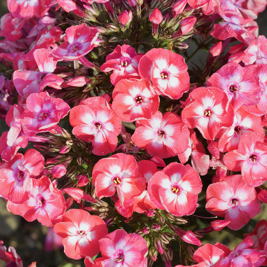 Phlox 'Famous Coral'