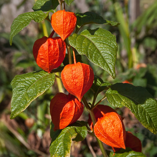 Physalis franchetii