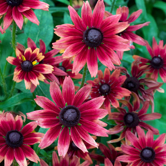 Rudbeckia 'Cherry Brandy'