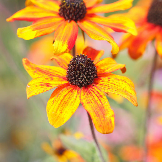 Rudbeckia 'Prairie Glow'