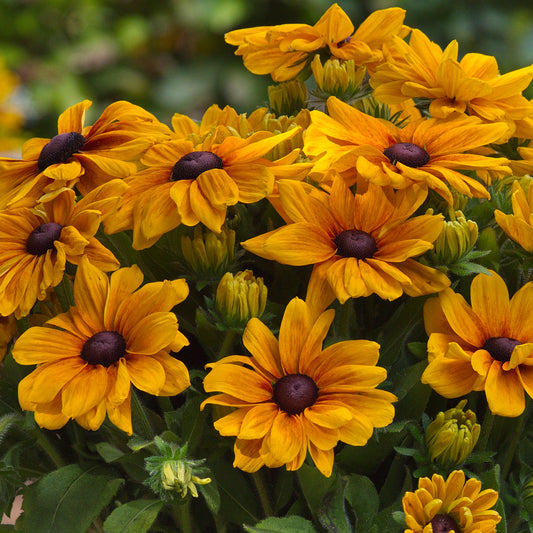 Rudbeckia 'Sunbeckia Carolina'