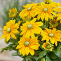 Rudbeckia 'Sunbeckia Ophelia'