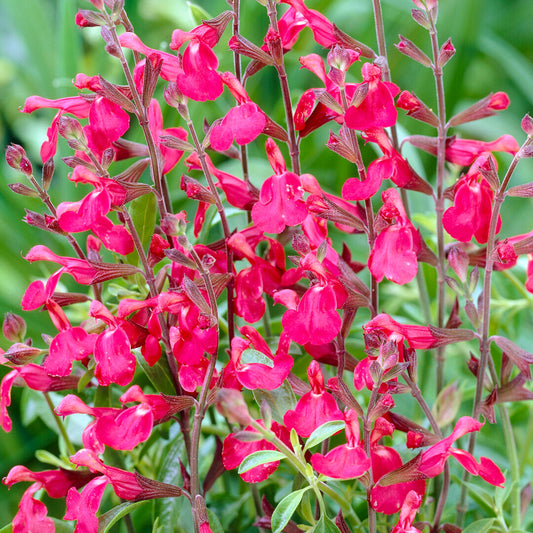 Salvia 'Lipstick'