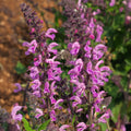 Salvia 'Pretty In Pink'