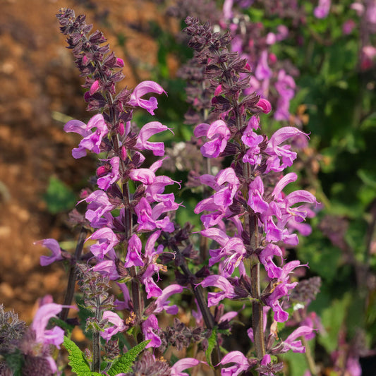 Salvia 'Pretty In Pink'