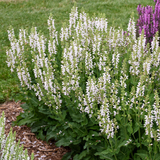 Salvia 'Snow Kiss'