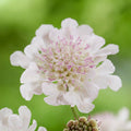 Scabiosa 'Kudo White'