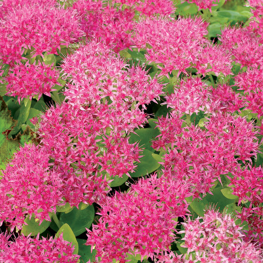 Sedum 'Hot Stuff'