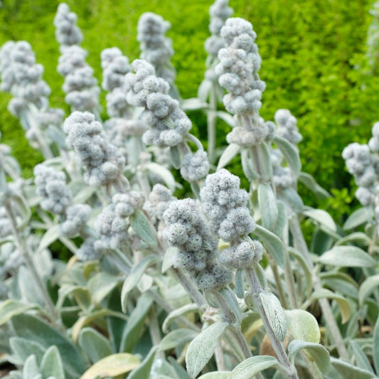 Stachys 'Pure Cotton'