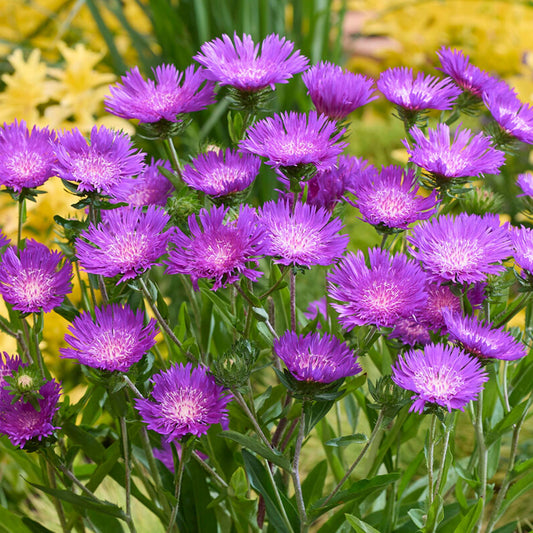 Stokesia 'Amethyst'
