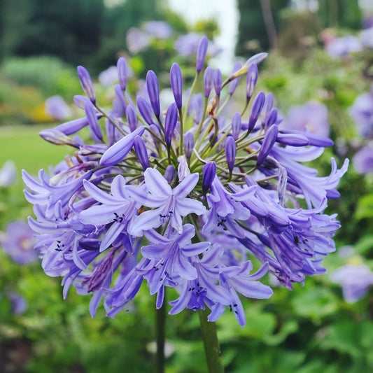 Agapanthus 'Northern Star'