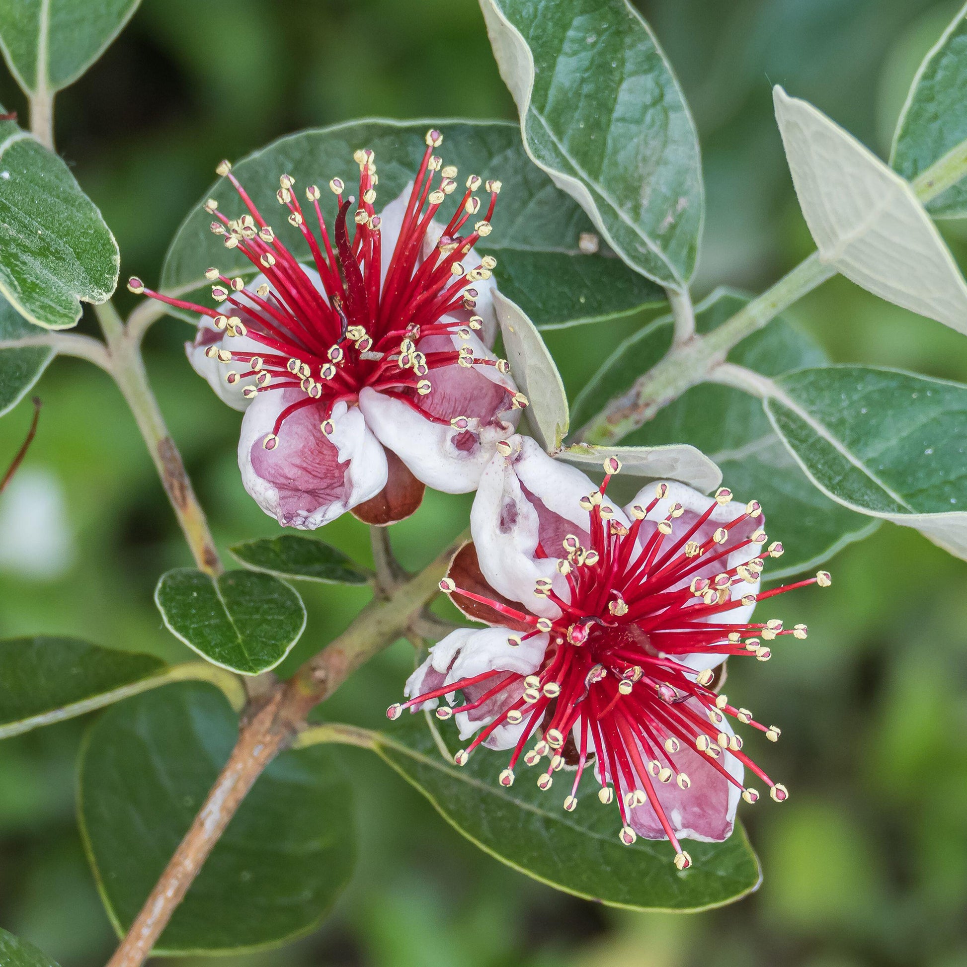 pineapple guava plant uk Feijoa sellowiana