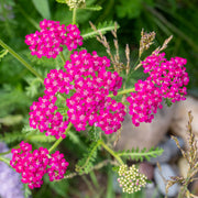 Achillea 'Cerise Queen'
