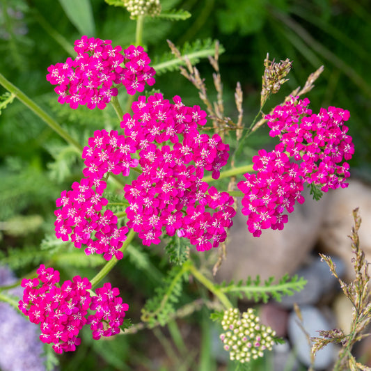Achillea 'Cerise Queen'