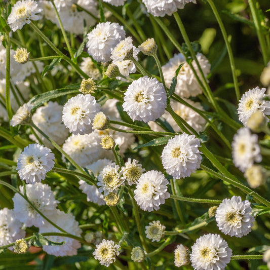 Achillea 'Peter Cottontail'