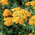 Achillea 'Terracotta'