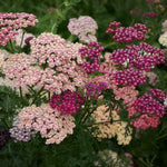 Achillea 'Summer Pastels'