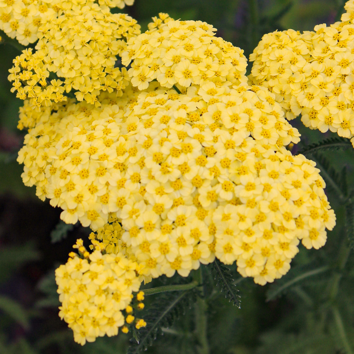 Achillea Sunny Seduction