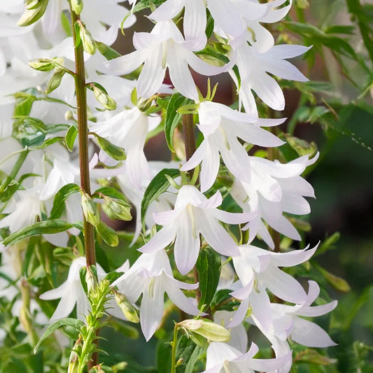 Adenophora 'White Blaze'