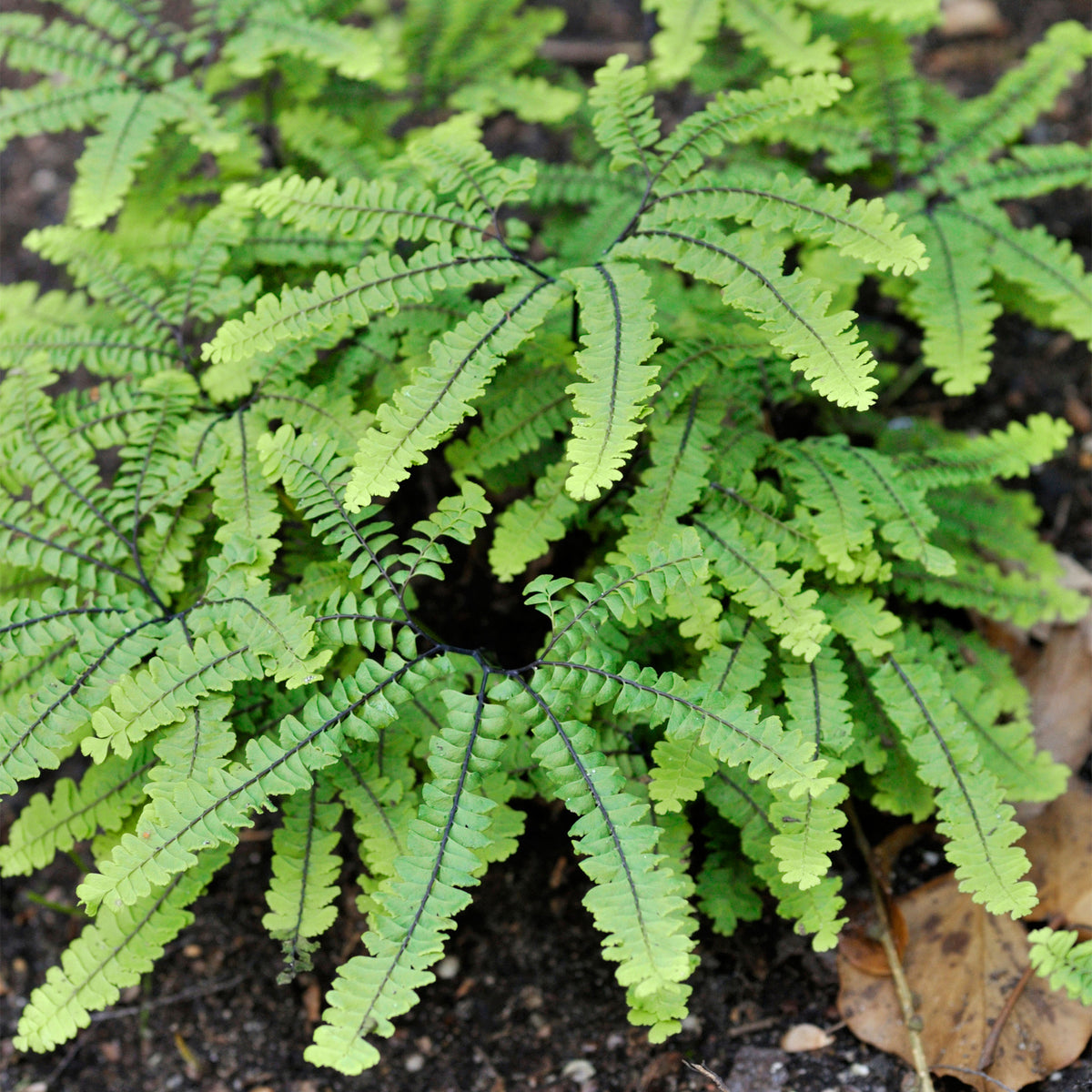 Adiantum Imbricatum