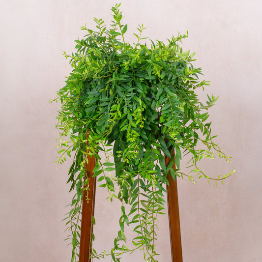 Aeschynanthus Japhrolepis