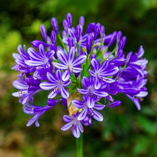 Agapanthus 'Midnight Moon'